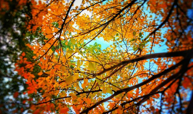 Thờ Phượng Chúa Nhật Ngày 16 Tháng 11, 2025: Chuẩn Bị Cho Chúa